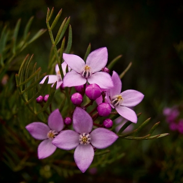 boronia-flower