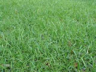 plant-decorative-grass