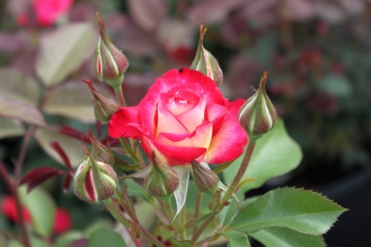 How to grow Roses