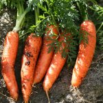 How-to-grow-carrots