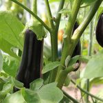 How-to-grow-eggplant